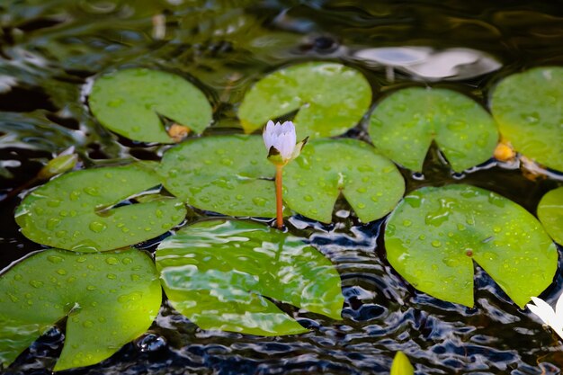 Foto vista de ángulo alto del lirio de agua de loto en el estanque