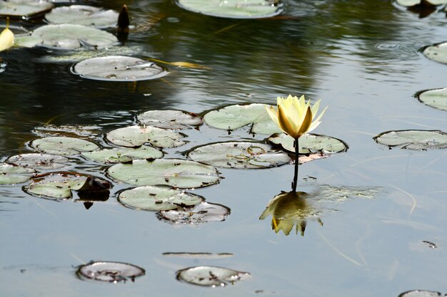 Foto vista de ángulo alto del lirio de agua de loto en el lago