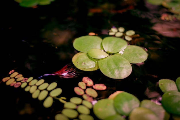 Foto vista de ángulo alto de lirio de agua en medio de hojas en el lago