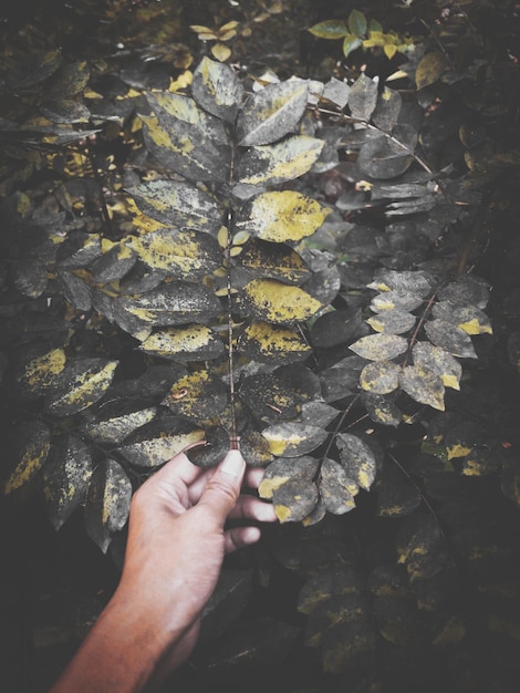 Foto vista de ángulo alto de la mano de una persona sosteniendo hojas de arce