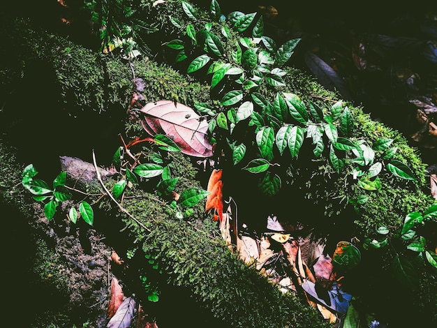 Foto vista de ángulo alto de la mariposa en el árbol