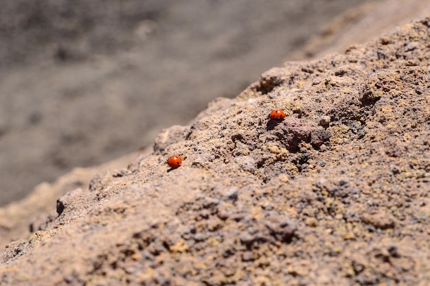 Foto vista de ángulo alto de la mariposa en la arena