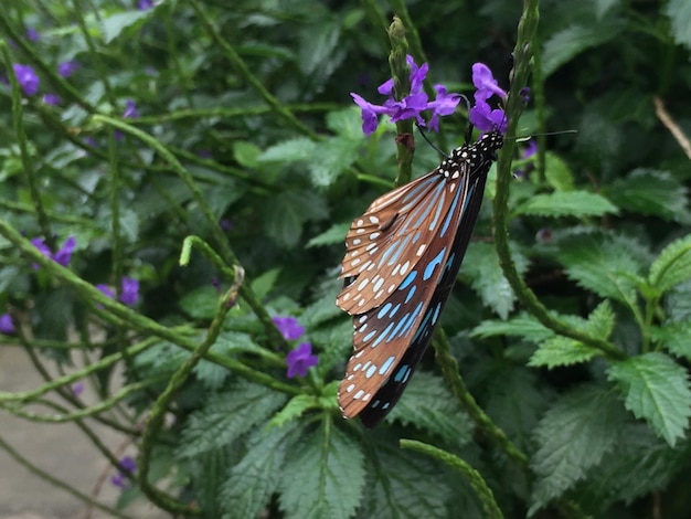 Foto vista de ángulo alto de una mariposa en una hoja púrpura