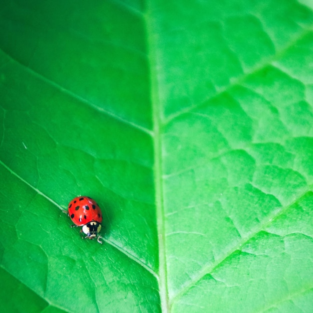 Foto vista de ángulo alto de la mariposa en la hoja