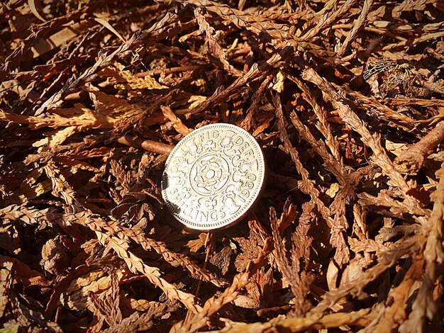 Foto vista de ángulo alto de una moneda antigua en hojas secas