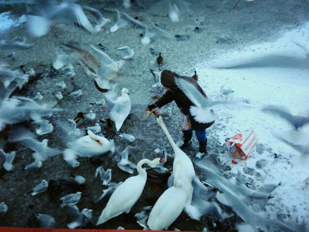 Foto vista de ángulo alto de una mujer joven alimentando pájaros durante el invierno