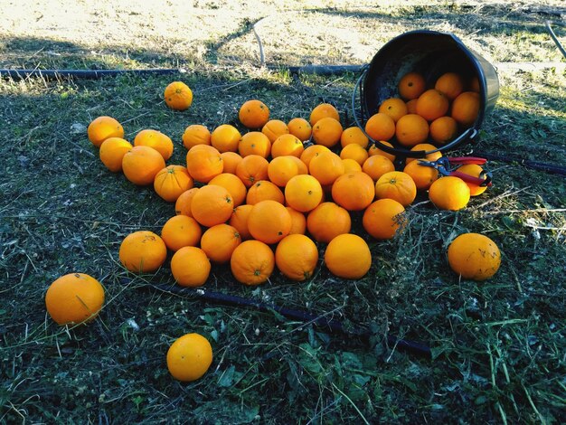Foto vista de ángulo alto de las naranjas en el campo