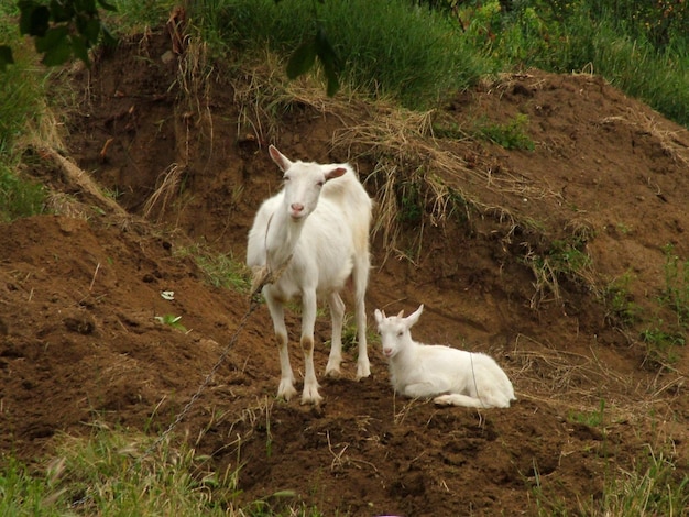 Foto vista de ángulo alto de ovejas blancas en el campo