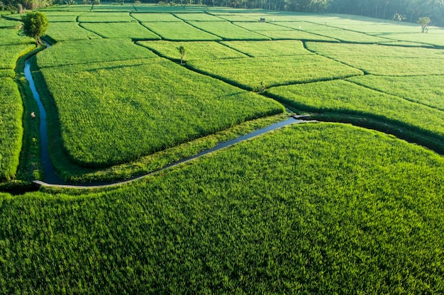 Vista en ángulo alto del paisaje del campo de arroz
