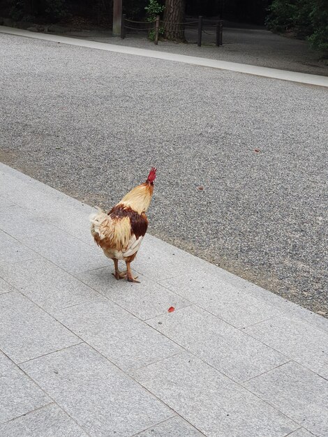 Foto vista de ángulo alto de un pájaro en la calle