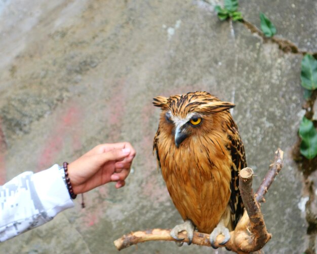 Foto vista de ángulo alto de un pájaro con la mano