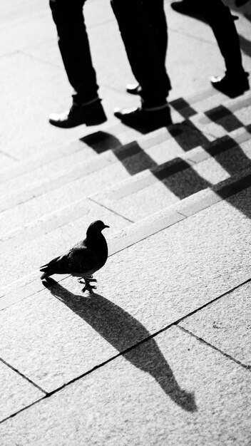 Foto vista de ángulo alto de un pájaro posado en las escaleras