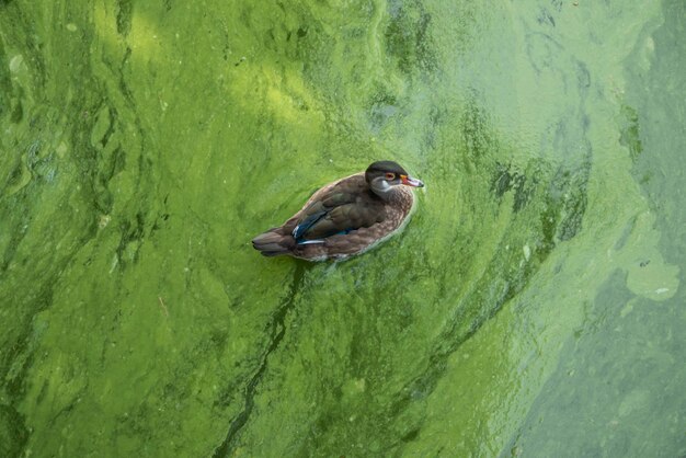 Foto vista de ángulo alto de un pájaro posado en un lago