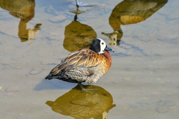 Foto vista de ángulo alto de un pájaro posado en un lago