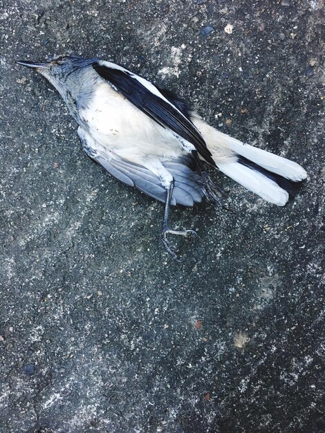 Foto vista de ángulo alto de un pájaro en la roca