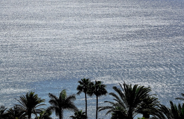 Foto vista en ángulo alto de las palmeras en la playa