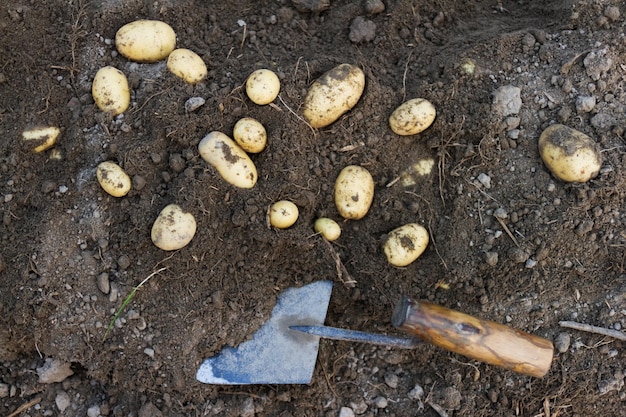 Vista de ángulo alto de las patatas en el campo de tierra