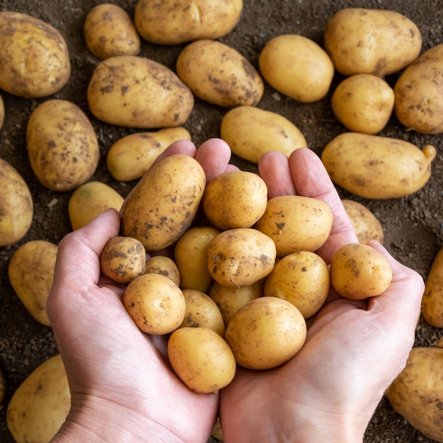 Foto vista de ángulo alto de las patatas en la mano