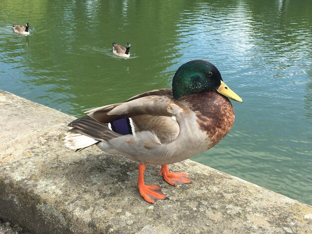 Foto vista desde un ángulo alto del pato mallardo en el lago