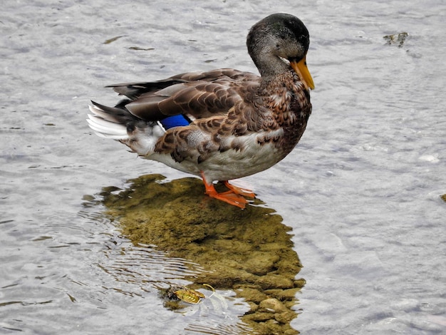 Foto vista de ángulo alto del pato mallardo en el lago