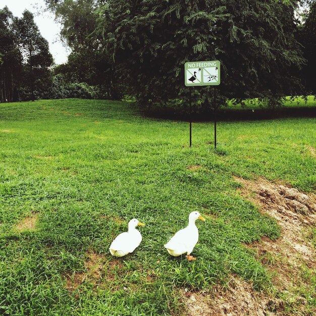 Foto vista de ángulo alto de patos en el campo de hierba