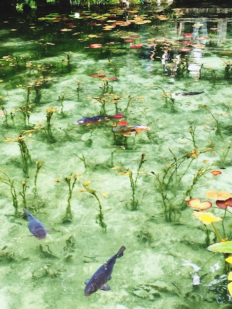 Foto vista de ángulo alto de patos flotando en el agua