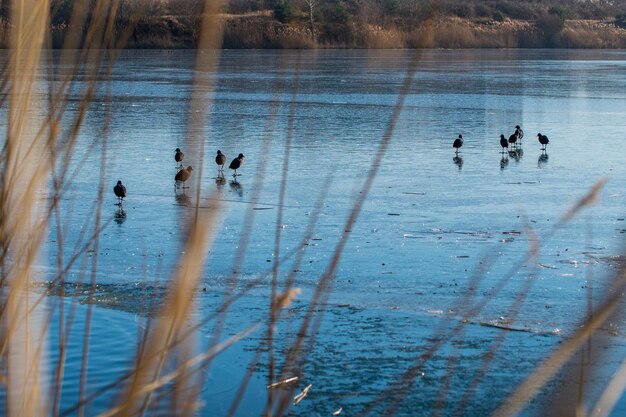 Foto vista de ángulo alto de patos en un lago congelado durante el invierno