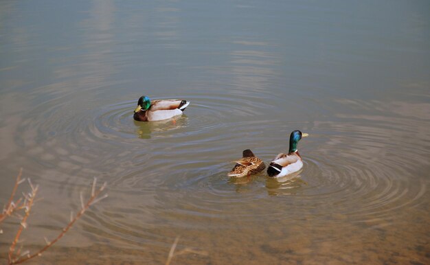 Foto vista de ángulo alto de patos mallardos nadando en el estanque