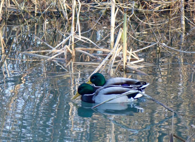 Vista de ángulo alto de patos mallardos nadando en el lago