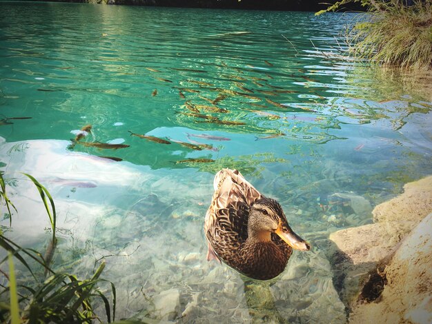 Foto vista de ángulo alto de patos nadando en el lago