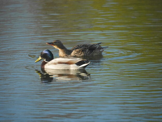 Foto vista de ángulo alto de patos nadando en el lago