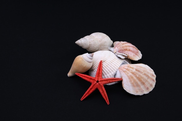 Vista de ángulo alto de peces estrella con conchas marinas en fondo negro