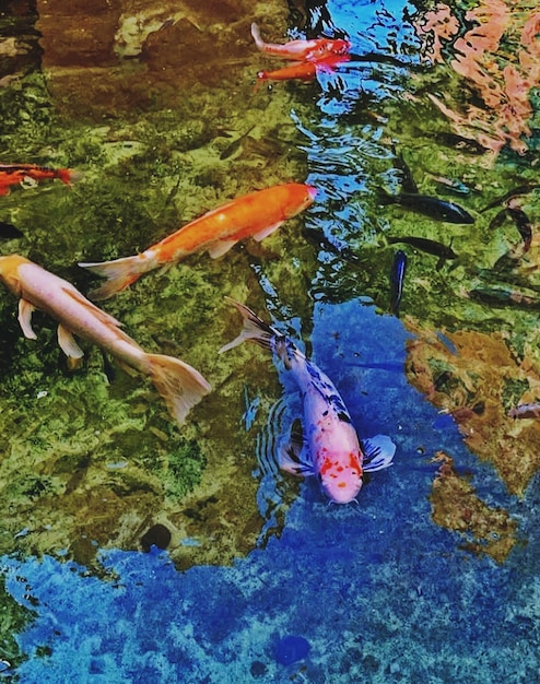 Foto vista de ángulo alto de los peces koi en el mar