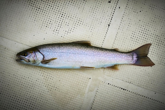 Foto vista de ángulo alto de peces muertos en el suelo