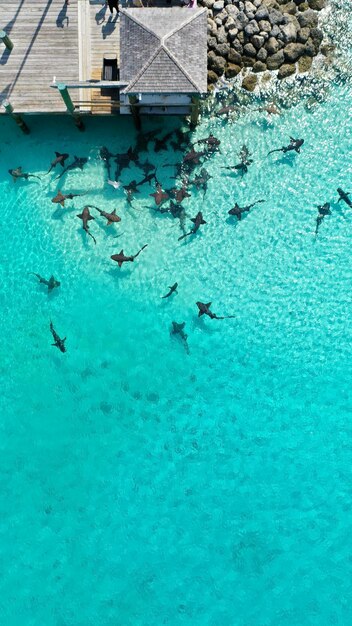 Foto vista desde un ángulo alto de peces nadando en la piscina