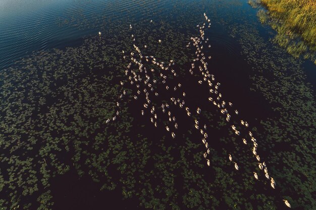 Foto vista de ángulo alto de pelícanos en un lago