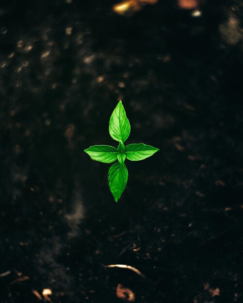 Foto vista de ángulo alto de una pequeña planta que crece en el campo