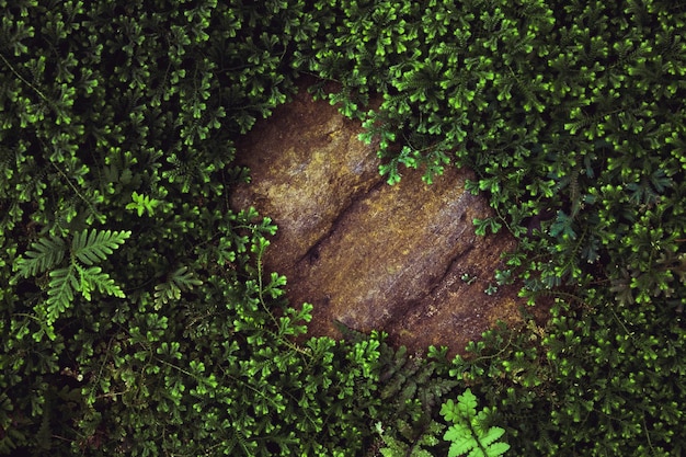 Foto vista de ángulo alto de un pequeño árbol en el bosque