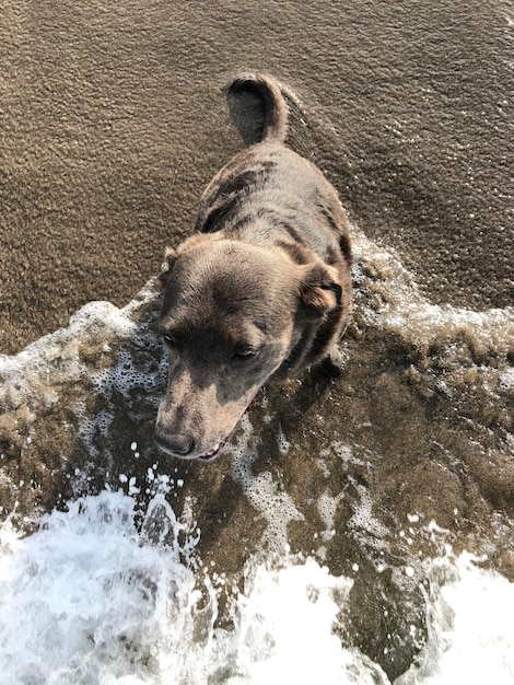 Foto vista de ángulo alto del perro en el agua