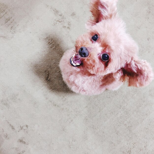 Foto vista de ángulo alto del perro en la alfombra