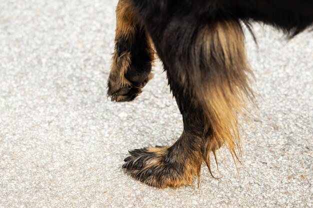 Foto vista de ángulo alto del perro en la calle