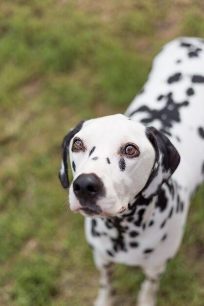 Foto vista de ángulo alto del perro dálmata de pie en el campo