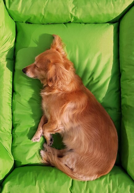 Foto vista de ángulo alto del perro descansando en la cama