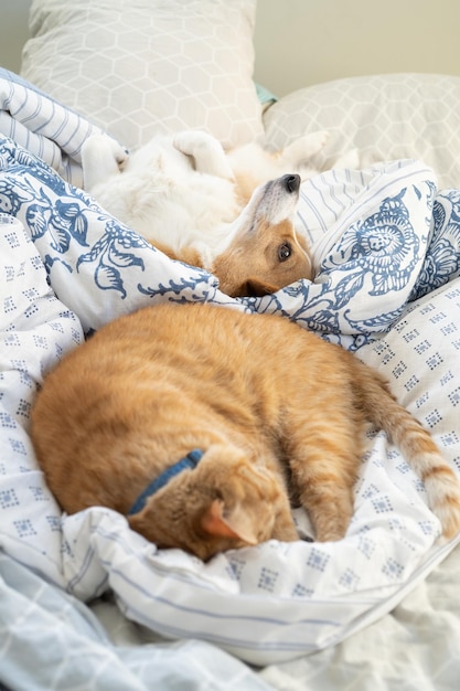 Foto vista de ángulo alto de un perro durmiendo en la cama
