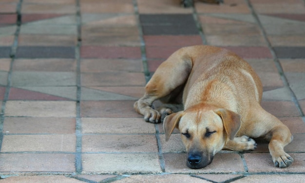 Vista de ángulo alto de un perro durmiendo en la pasarela