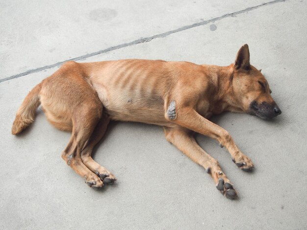 Foto vista de ángulo alto de un perro durmiendo en el suelo