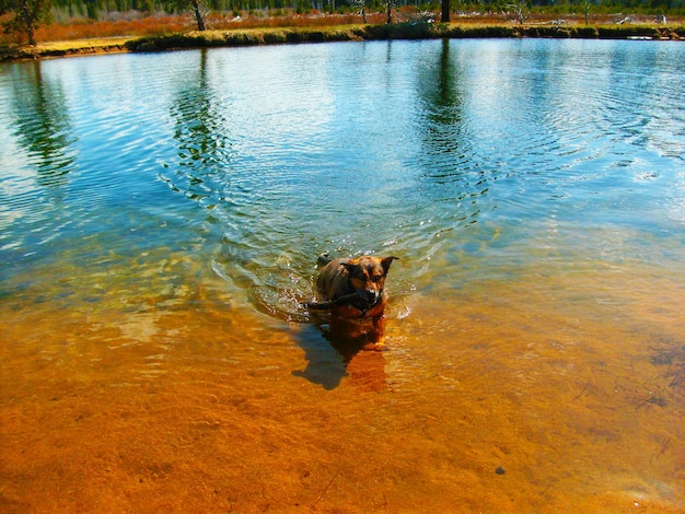 Vista de ángulo alto de un perro nadando en un lago