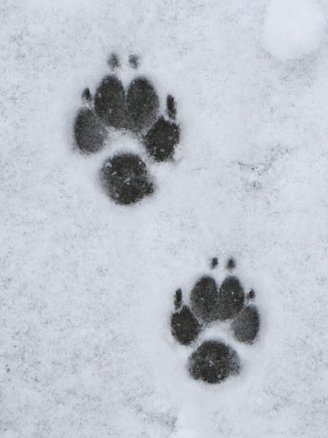 Foto vista de ángulo alto del perro en la nieve