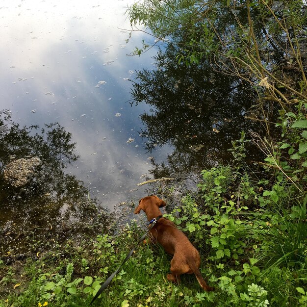 Foto vista de ángulo alto de un perro de pie en medio de las plantas