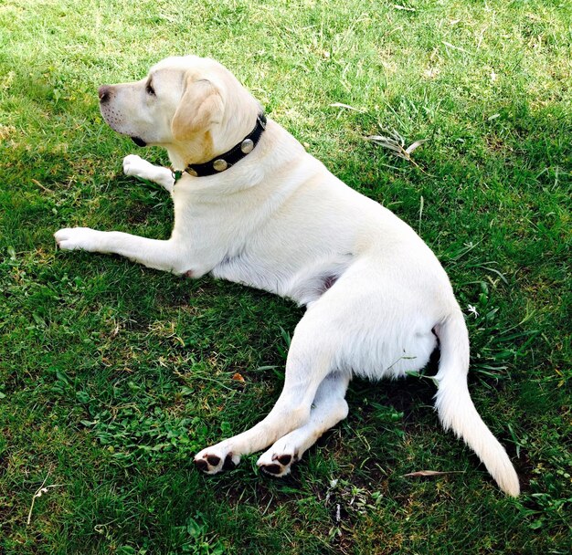 Foto vista de ángulo alto de un perro relajándose en un campo de hierba